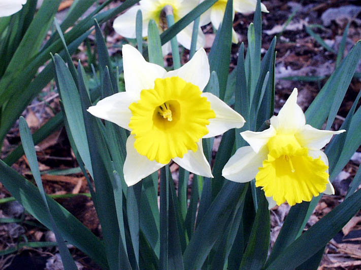 دافودیل,Wild jonquil, Daffodil
